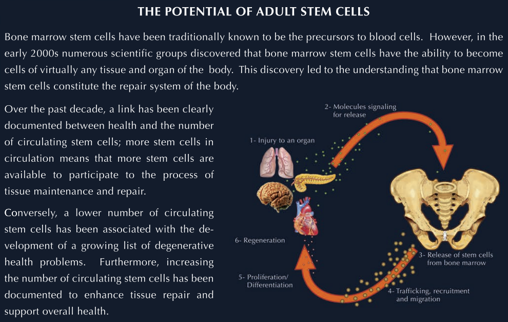 STEMREGEN Release - Vitamins & Supplements > Stem Cell Enhancer - YOUUTEKK